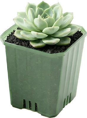 Набор вазонов BOTANICA Compact квадратный (5x6.5см, зеленый)