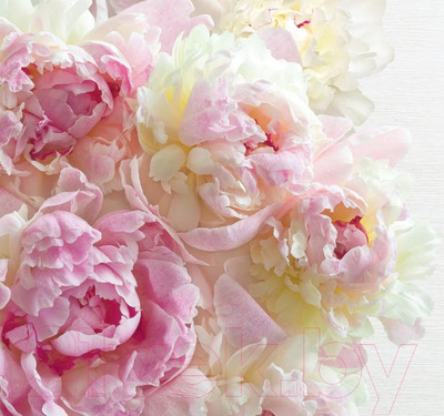 Фотообои листовые Твоя планета Люкс Пионы (291х272)