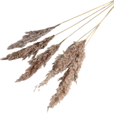 Сухоцвет Sima-Land Камыш 7081245