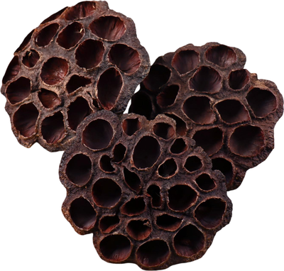 Сухоцвет Sima-Land Лотос 7081235