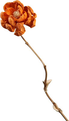Сухоцвет Sima-Land На бамбуковом стебле 7779906 (оранжевый)