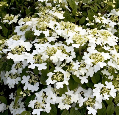 Саженец кустарника Красный клен Калина складчатая Summer Snowflake (10-20см)