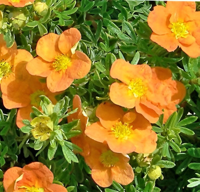 Саженец кустарника Красный клен Лапчатка кустарниковая Tangerine (10-20см)