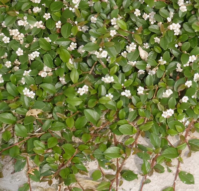 Саженец кустарника Красный клен Кизильник Skogholm (5-10см)