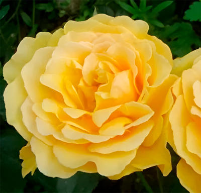 Саженец цветка Красный клен Роза Amber Queen