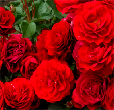 Саженец цветка Красный клен Роза Song of Praise Red Abundance