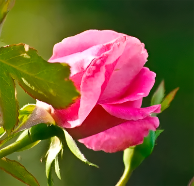 Саженец цветка Красный клен Роза Pink Favorit