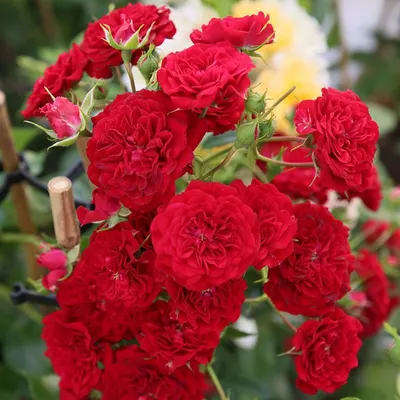 Саженец кустарника Красный клен Роза Crimson Siluetta