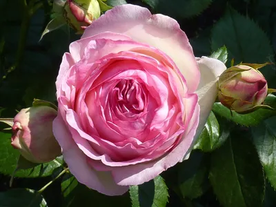 Саженец кустарника Красный клен Роза Pierre de Ronsard Eden Rose