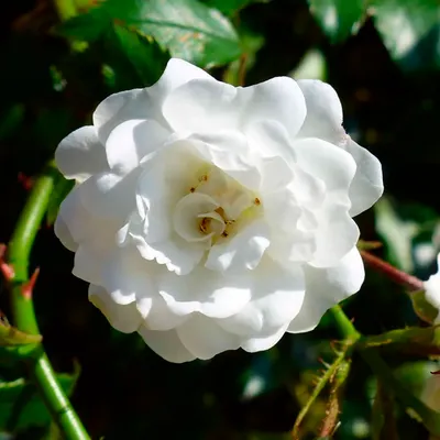 Саженец кустарника Красный клен Роза Dwarf White