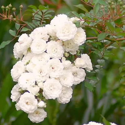 Саженец кустарника Красный клен Роза The Fairy White