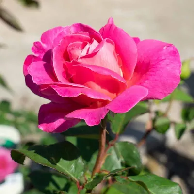 Саженец кустарника Красный клен Роза Pink Peace