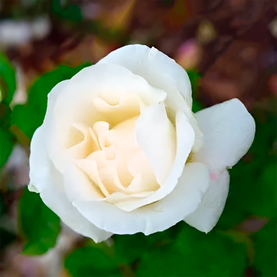 Саженец цветка Красный клен Роза White Queen