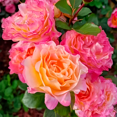 Саженец цветка Красный клен Роза Gorgeous