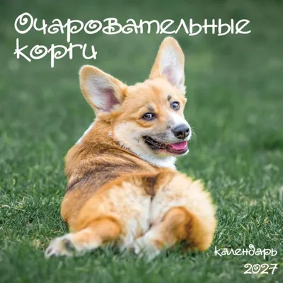Календарь настенный Эксмо Очаровательные корги. 2027 год (9785042472008)