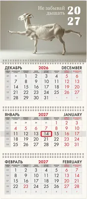 Календарь настенный Brauberg Fun. Йога. 2027 год / 118441