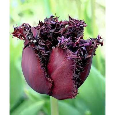 Набор луковиц цветов Живой мир Тюльпан Бахромчатый Лабрадор (2шт)
