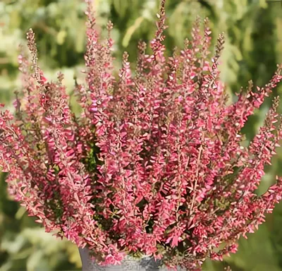 Саженец кустарника Красный клен Вереск Amethyst (10-15см)