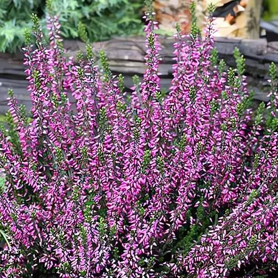 Саженец кустарника Красный клен Вереск Fruhe Lisbeth (10-15см)