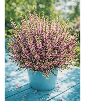 Саженец кустарника Красный клен Вереск Rosa Elisa (10-15см)