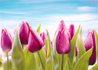 Фотообои листовые Prestige Престиж №11 (272х196)