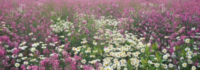 Фотообои листовые Твоя планета Поляна цветов (388x136)