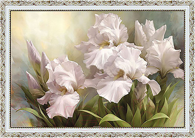 Картина Декарт Белые цветы ирисы 8Л0512 (в раме)