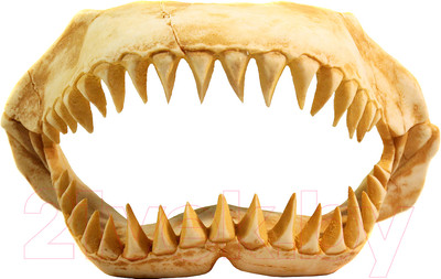 Декорация для аквариума Deksi Череп динозавра №1003