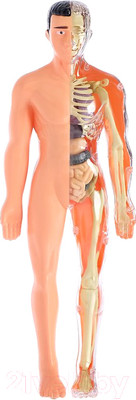 Набор для опытов Эврики Строение тела / 2772939