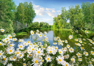 Фотообои листовые Твоя планета Люкс Ромашки (194x136)