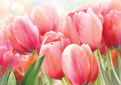 Фотообои листовые Твоя планета Люкс Шлейф весны (194x136)