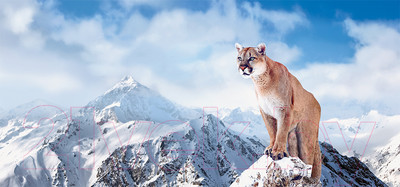 Фотообои листовые Твоя планета Люкс Своя стихия (291x136)