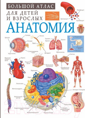 Энциклопедия АСТ Анатомия (Спектор А.)