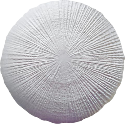 Плейсмат MONAMI TL2-309