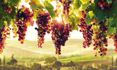 Панель ПВХ Grace Усиленная Виноградник (602x1002x5мм)