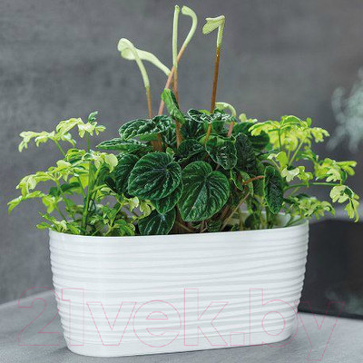 Кашпо Formplastic Sahara Petit / 3110-011 (белый)