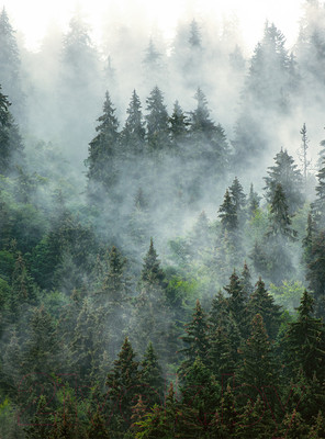 Фотообои листовые Vimala Зеленый лес (270x200)