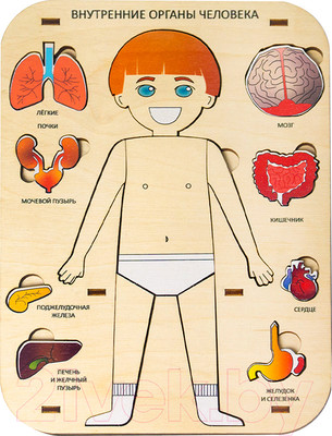 Развивающая игра Грай Внутренние органы человека / 2007