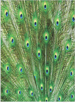 Набор текстиля для спальни JoyArty bcsl_12569 (160x220)