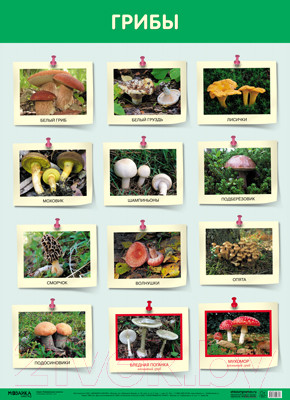 Развивающий плакат Мозаика-Синтез Грибы / МС11631