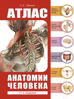 Атлас АСТ Атлас анатомии человека (Левкин С.)