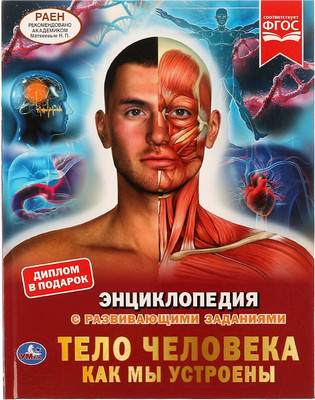Энциклопедия Умка Тело человека. Как мы устроены (Рыклин М.А.)