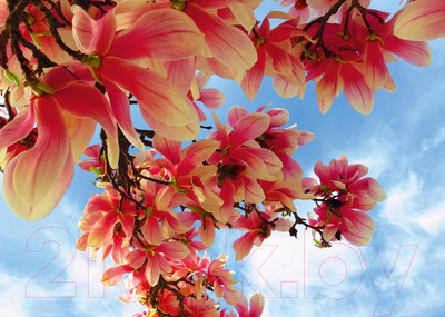 Фотообои листовые Prestige Престиж №47 (272x196)