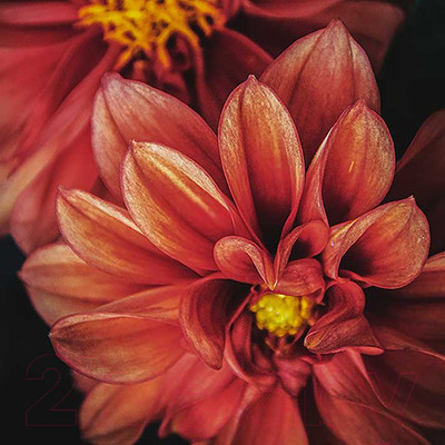 Картина на стекле Stamprint Астра AR013 (50x50)