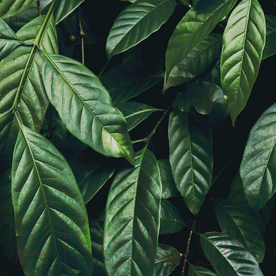 Картина на стекле Stamprint Виды 1 AR026 (30x30)