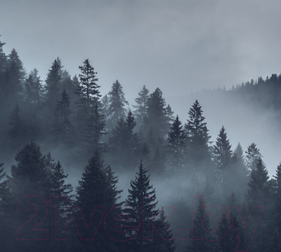 Фотообои листовые Vimala Серый лес (270x300)