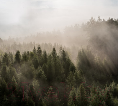 Фотообои листовые Vimala Солнечный лес 5 (270x300)