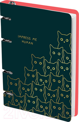 Тетрадь Meshu Amazing Cats / MS_50665 (100л)