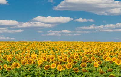 Фотофасад Arthata FotoSetka-100-37 (100x156)