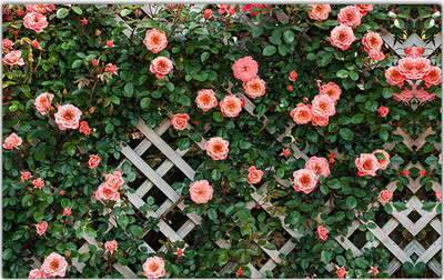 Фотофасад Arthata Цветы / FotoSetka-250-77 (250x156)